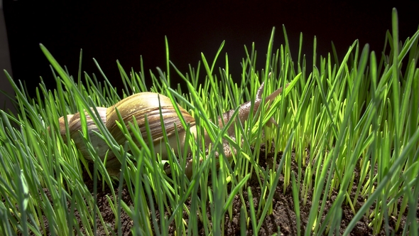 Snail Crawls in Grass alt