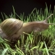 Big Snail Crawling in the Grass - VideoHive Item for Sale