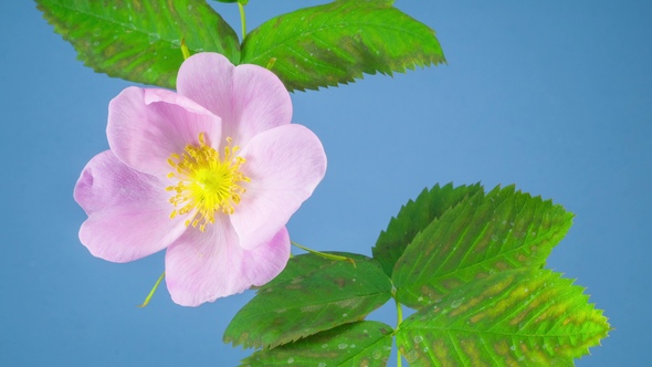Timelapse of Dogrose Flower Blooming alt