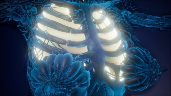 Human Body with Visible Lungs, Motion Graphics | VideoHive