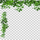 Corner Frame made of Ivy Leaves Corner Frame made of Ivy Leaves - VideoHive Item for Sale