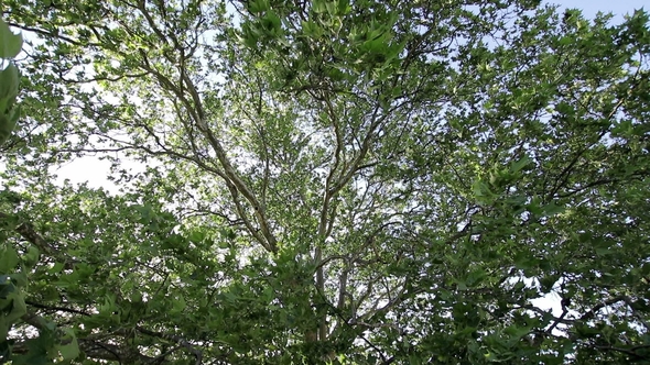 Crowns of Trees With Leaves in Early Spring Sunny Day.