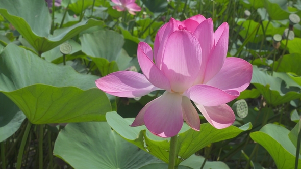 Lotus Flower with Pink Petals , alt