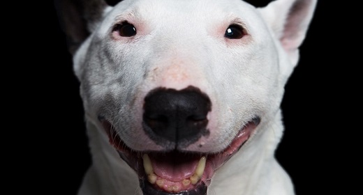 Bull Terrier