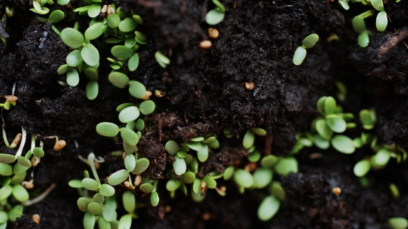 Fresh Seedlings Sprouted Throughout Earth