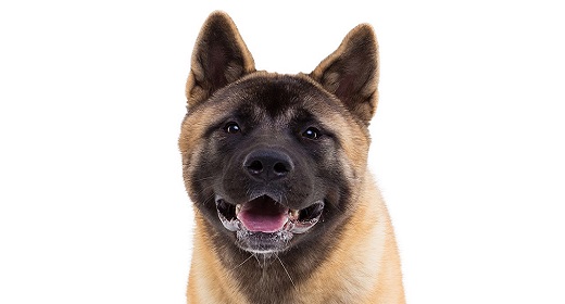 American akita