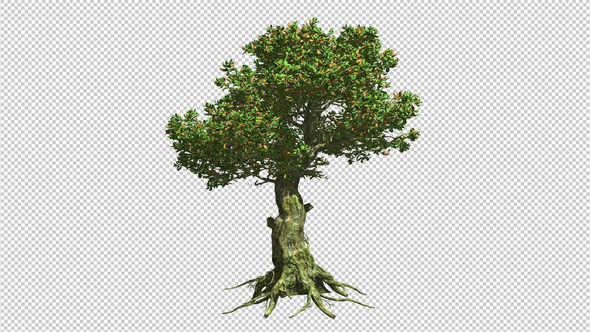 Tree With Large Roots alt