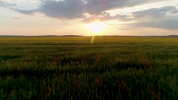 Aerial Drone Footage. Fly Over Wheat Field at Sunset