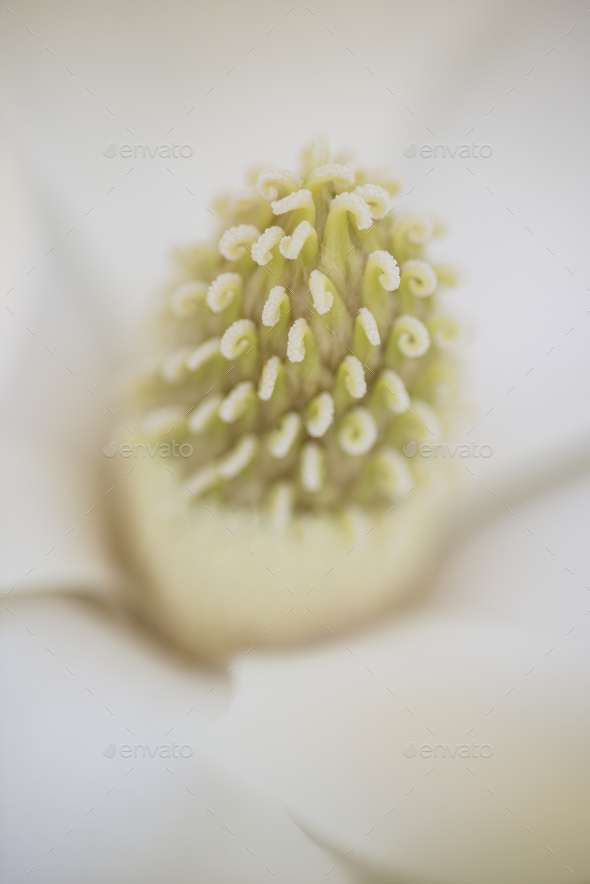 Detail of southern magnolia flower.
