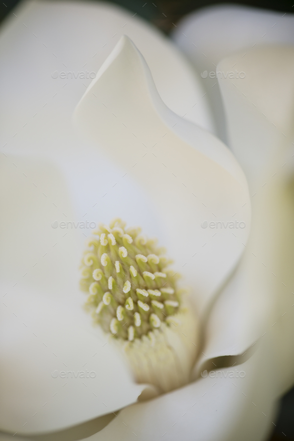 Detail of southern magnolia flower.