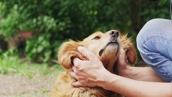 Friendship Between Humans and Pets alt
