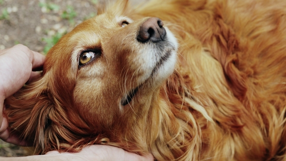 Friendship Between Humans and Pets, Stock Footage | VideoHive