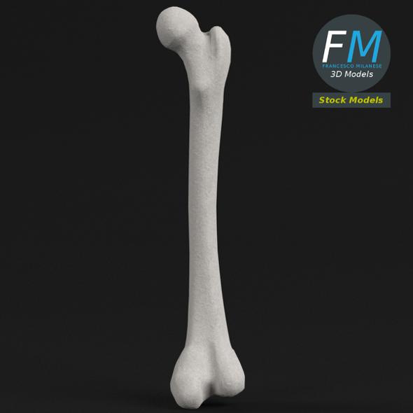 Anatomy - Human Femur 2 - 3DOcean Item for Sale