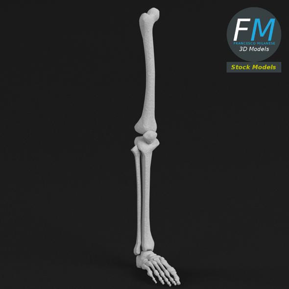 Anatomy - Leg and Foot bones - 3DOcean Item for Sale