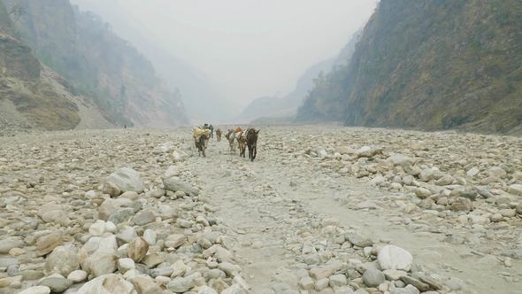 Backpackers with Guide Walk on the Manaslu Mountain Circuit Trek in Nepal. alt