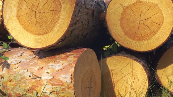 Logs And Timber