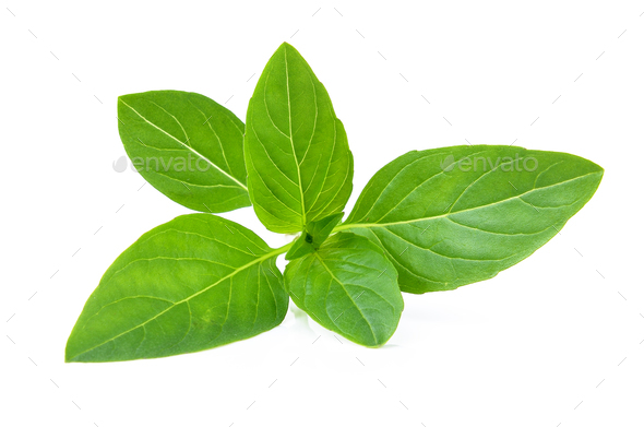 Leaves basil 10 Health