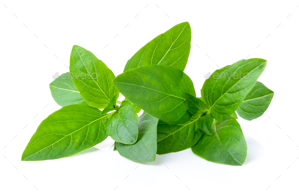 Sweet basil leaves on white background