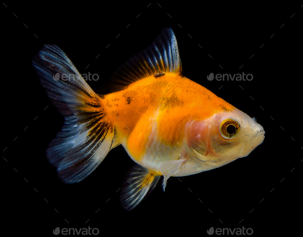 gold fish on black background