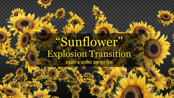 SunFlower Explosion Transition