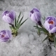 Snow Melting and Crocus Flower Blooming in Spring - VideoHive Item for Sale