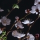 Flowering Apricot Flowers - VideoHive Item for Sale