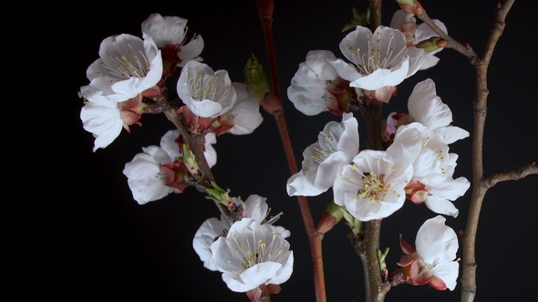 Flowering Apricot Flowers alt