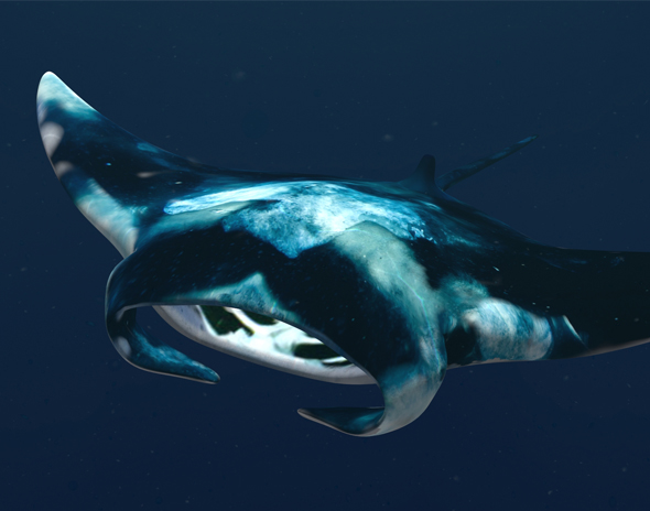 Manta Ray animated - 3Docean 22161734