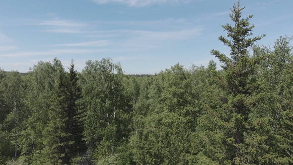 Flying Over the Siberian Taiga in the Natural Reserve Stolby