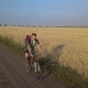 A Cyclist Rides Along the Road Between Agricultural Fields - VideoHive Item for Sale