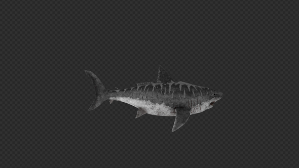 Megalodon Idle Pack 2In1