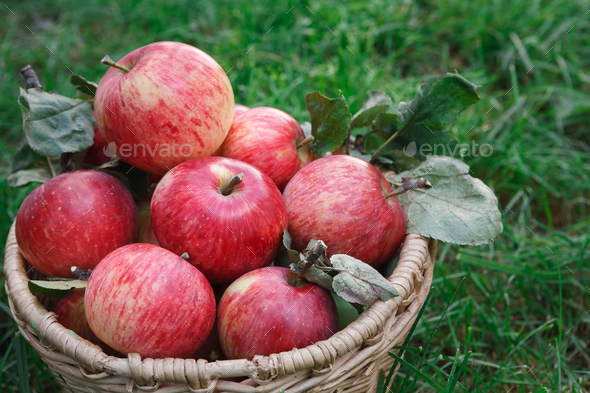 Basket with apples harvest on grass Stock Photo by Prostock-studio