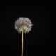 Opening Flowers of Dandelion - VideoHive Item for Sale