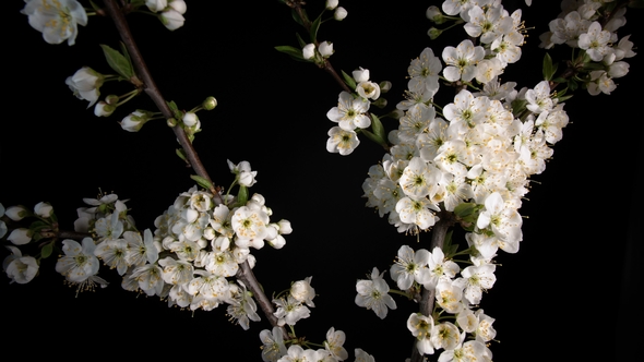Flowering White Flowers alt