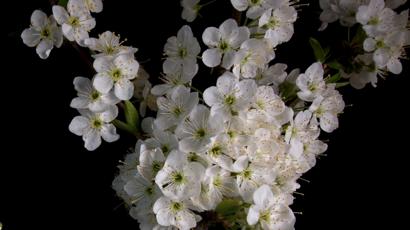 Flowering Sakura Flowers alt