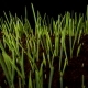 Growing Green Grass Plant - VideoHive Item for Sale