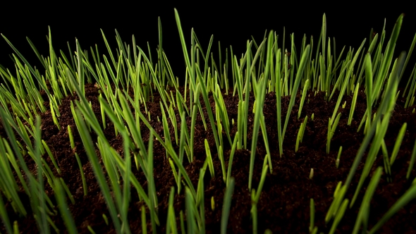 Growing Green Grass Plant alt