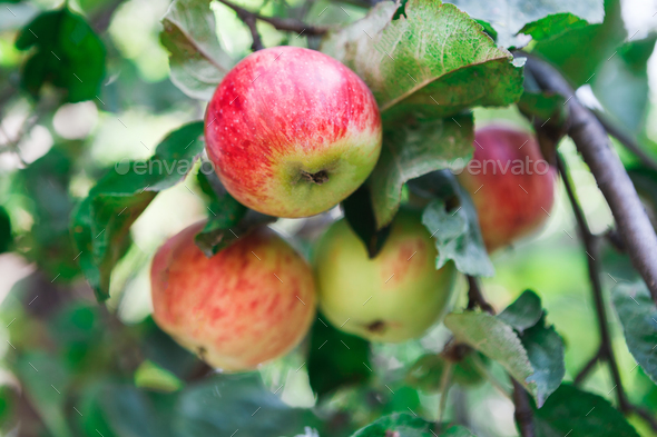 Apple tree. Branch of ripe red apples on a tree in a garden