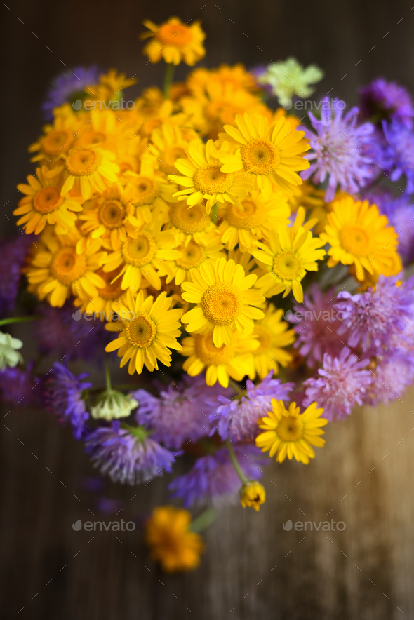 Bouquet of wildflowers (Anthemis tinctoria and Knautia arvensis) - Stock Photo - Images