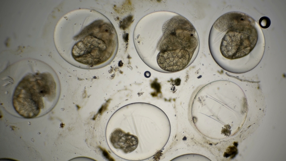 Movement of the Eggs of the Snail Planorbis Under a Microscope alt