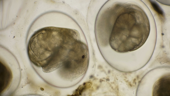 Movement of the Eggs of the Snail Planorbis Under a Microscope alt