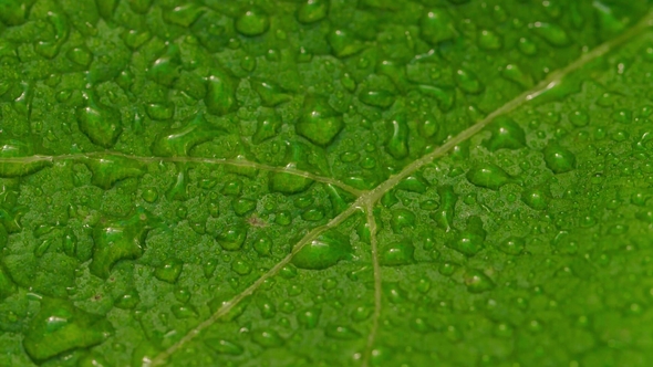 Water Drops on Leaf Surface alt