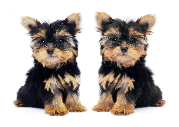 Puppy of the Yorkshire Terrier isolated on the white background - Stock Photo - Images
