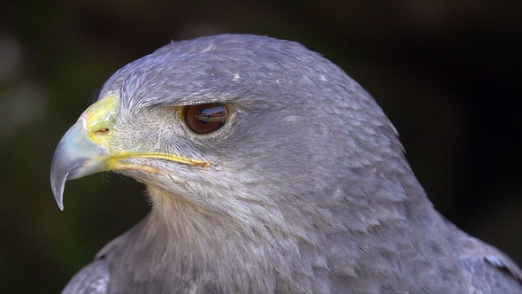 Portrait of Black-Chested Buzzard-Eagle (Geranoaetus Melanoleucus) alt
