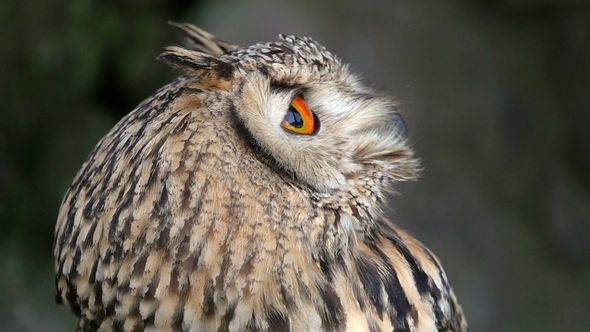 Portrait of Eurasian Eagle-owl (Bubo Bubo) alt