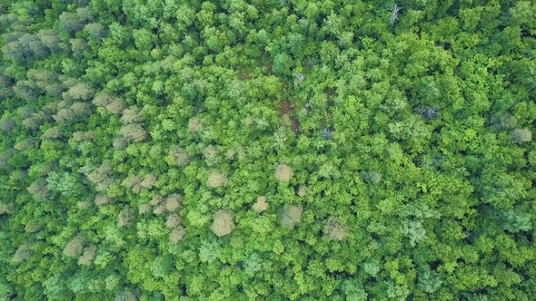 Summer Warm Sun Light Forest Aerial View