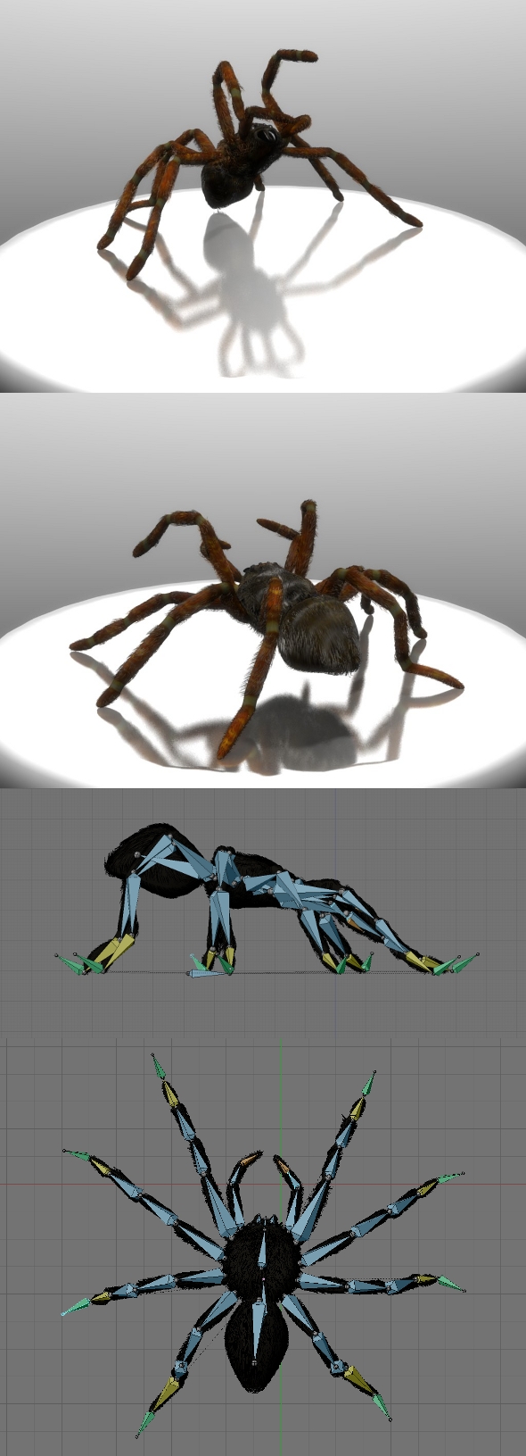 Tarantula spider - 3Docean 81228