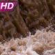 Dam Break Meltwater - VideoHive Item for Sale