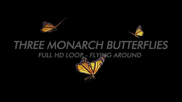 Butterflies - Monarch - Three Flying Around