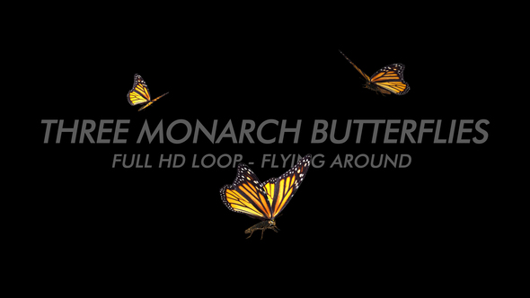 Butterflies - Monarch - Three Flying Around - 4K